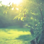 セトロニン神経を鍛える太陽