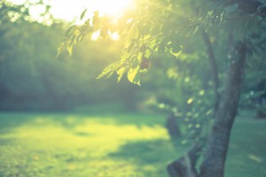 セトロニン神経を鍛える太陽