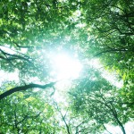 ストレス解消効果の高いセロトニン