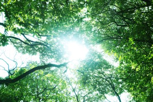 ストレス解消効果の高いセロトニン